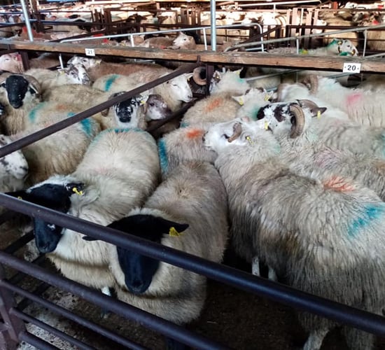 Sheep marts: First sales of the new year start with a bang