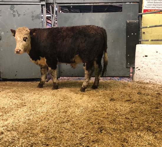 Cattle marts: Hereford and Angus in demand while dry cows continue to hold firm