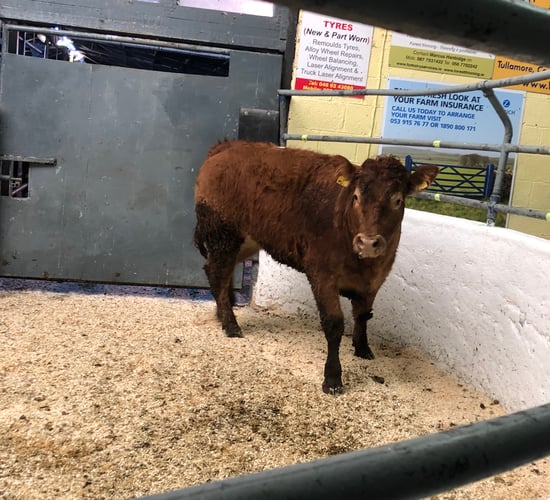 Pics and prices: Lighter stores top the trade at Delvin Mart