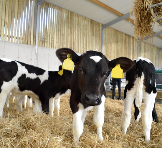 Calving statistics: 11% increase in dairy calf births