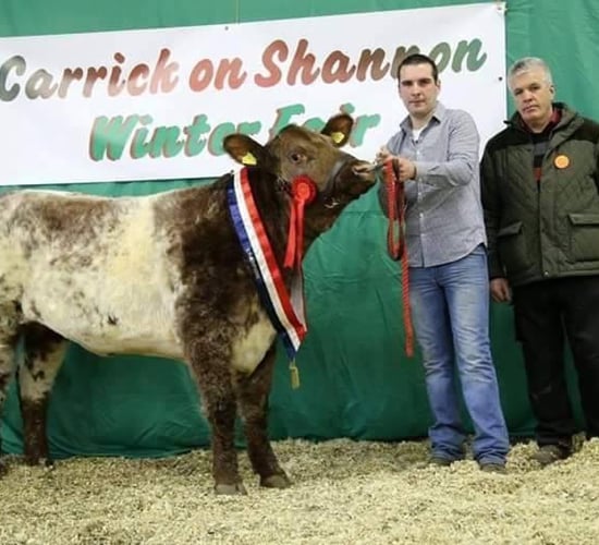 Youngest ever president appointed to the Irish Shorthorn Society