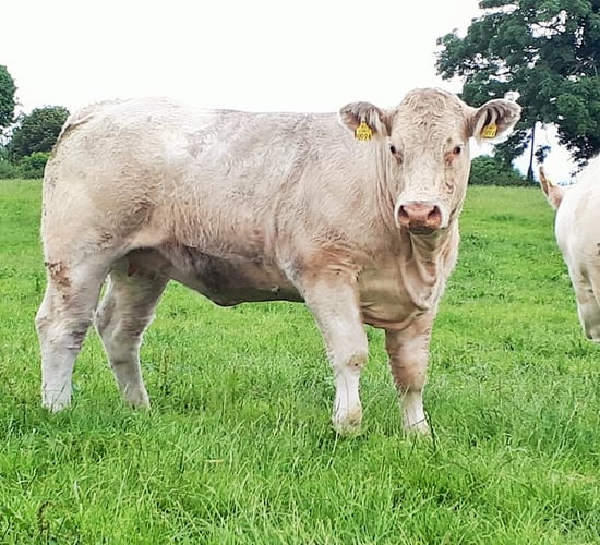 How will beef prices perform in 2021?
