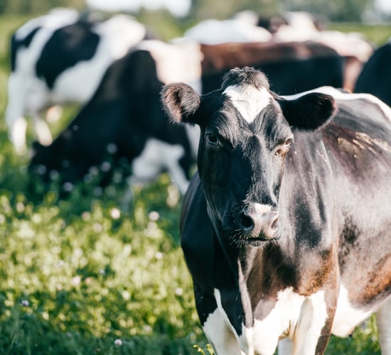 NDC & Kerrygold Quality Milk Awards 2023: Finalist focus – part 4