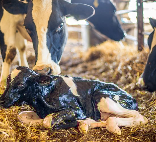 ICBF: Report calves with genetic defects through survey