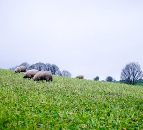 Achieving maximum utilisation of forage crops with sheep