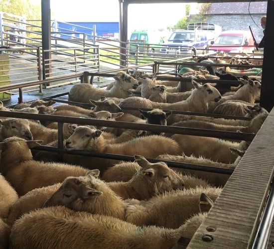 'Lamb trade could take weeks to recover'