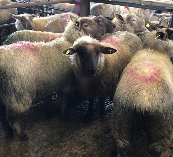 Hoggets easier by €8/head at Ennis Mart; steady trade seen at Kilkenny