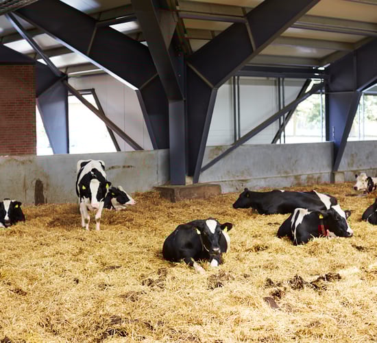 Helping break the cycle of disease at calving with effective biosecurity  from KERSIA