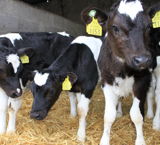 Why choosing the right milk replacer is of critical importance to your calf
