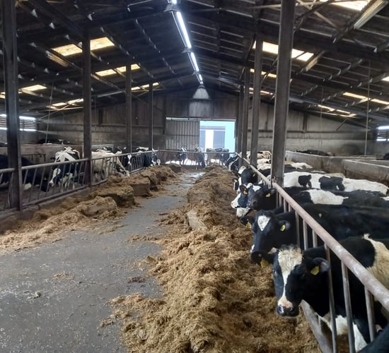 On-farm trial shows value of udder health bolus in high cell count cows