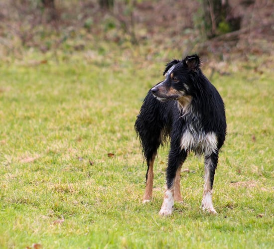 IFA calls for co-ordination of a national taskforce to tackle dogs attacks on farms