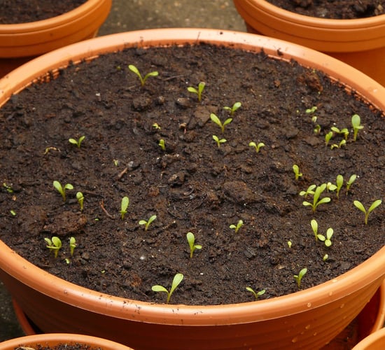 Irish Seed Savers temporarily suspends online seed sales due to 'massive upsurge' in orders