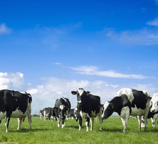 How early nitrogen application can improve grassland yield