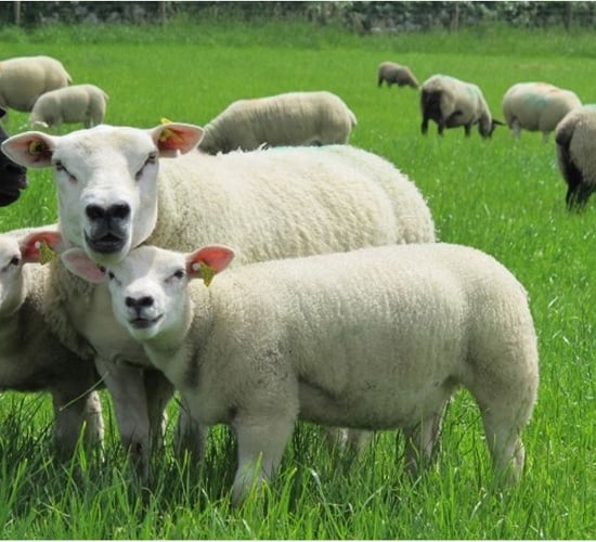Reduce labour at lambing time