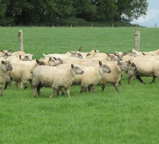 Technology to improve your sheep business