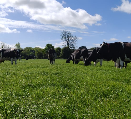 Lely to offer more support to farmers in Cork and south east