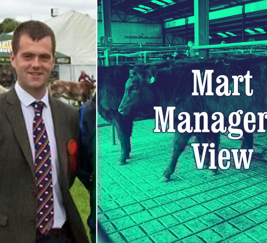 'Flying trade' for in-calf dairy cows at Mid-Tipp Mart