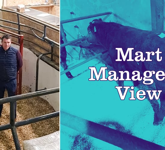 Simmental heifer calves sell up to €360/head at Ballybay Mart
