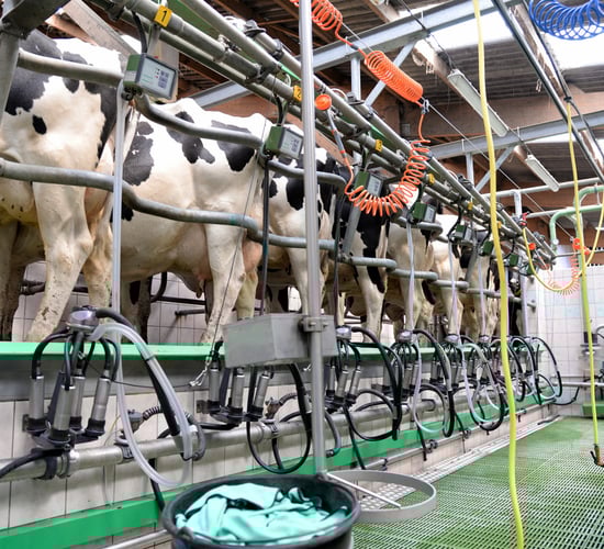 Autumn calving: Picking out cows for selective dry cow therapy