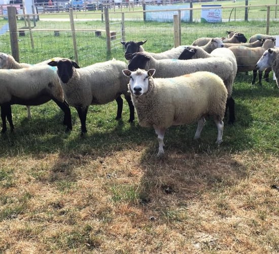 'New Zealand is achieving 3 times the rate of genetic gain to Ireland at present'