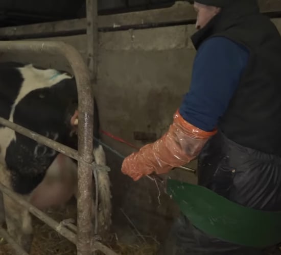 Reducing calving age linked to 13% increase in lifetime dairy cow performance