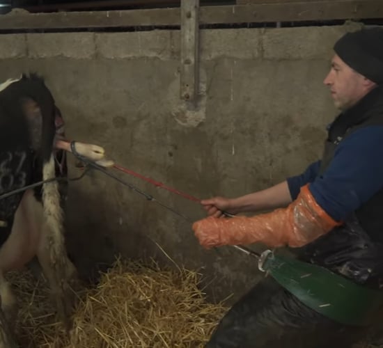 Video: Back injury inspires dairy farmer to invent calving assist