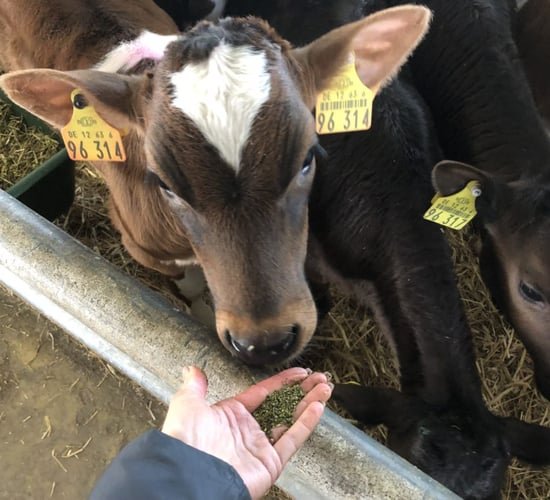Healthier calves and lower vet bills - how seaweed improves calf health