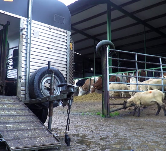 Sheep advice: SIS deadline for scanning ewes approaches