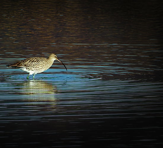 State to purchase island for protection of breeding waders