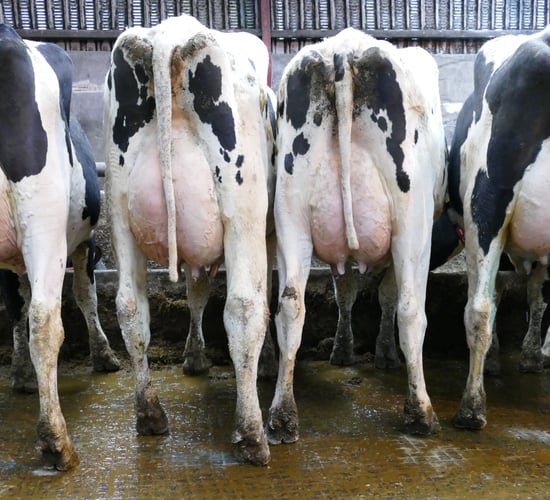 Dechomet dispersal sale sees top price of 3,100gns