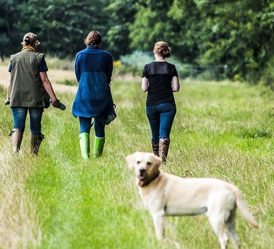 Dog attacks estimated to cost more than £115,000 in Northern Ireland