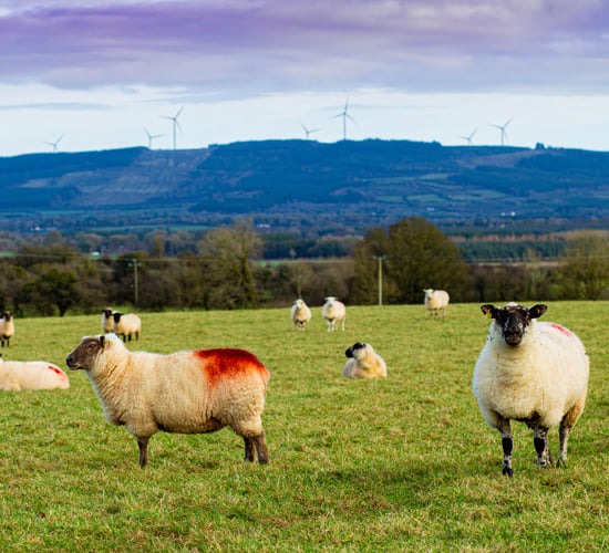 Advice for a new entrant to sheep farming