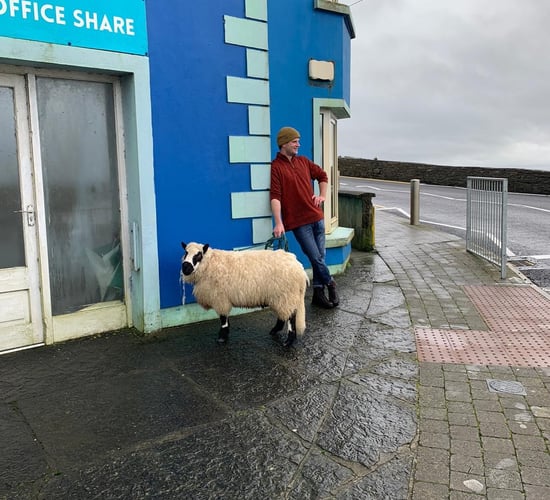 Surfer saves sheep from drowning off Clare cliff