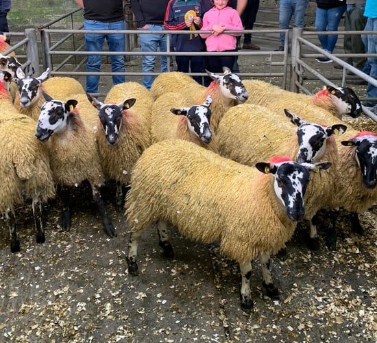 Sheep mart trade review 2020: Breeding sheep and store lambs catch the eye