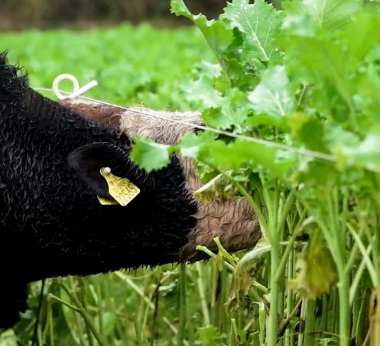 Out-wintering weanlings on Teagasc Green Acres Calf to Beef farm