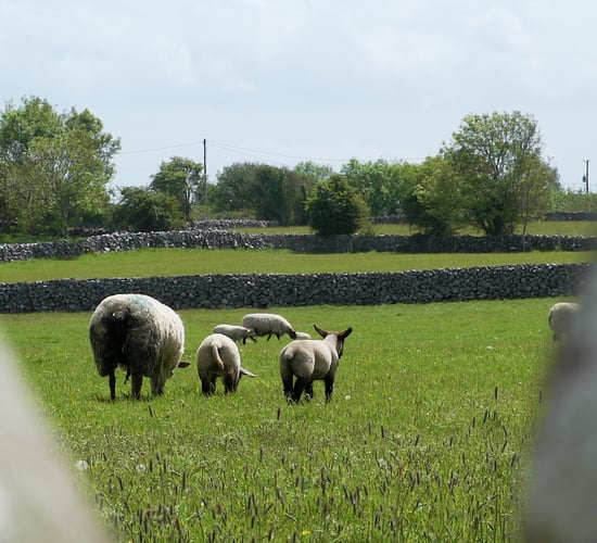 First of 2 virtual Teagasc Sheep Conferences taking place tomorrow