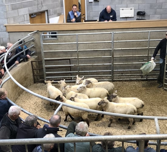 Sheep marts: Final sales of 2020 finish on a strong note
