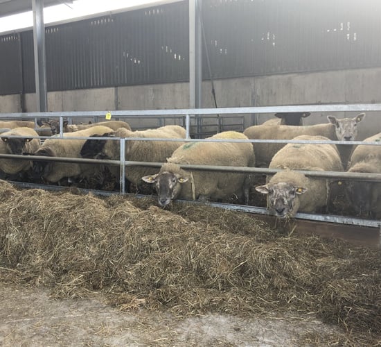 Sheep advice: Tips on housing ewes