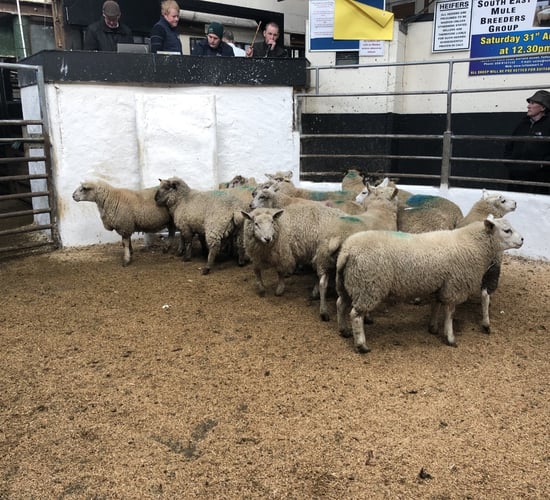 Irish hogget price just shy of €2.00/kg behind the French