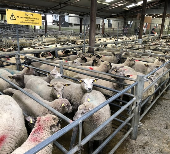'Value of Irish sheepmeat exports increased by 12% to €360 million in 2020'