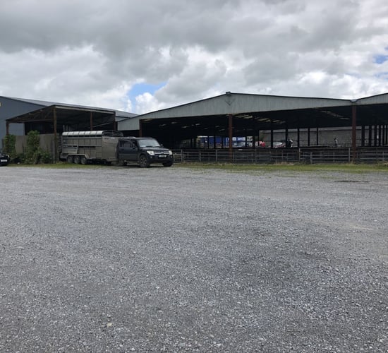 Loughrea Mart postpones sheep sale due to potentially dangerous travel conditions