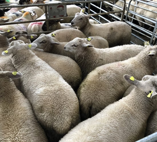 How many sheep were slaughtered in Irish meat processing plants in 2020?