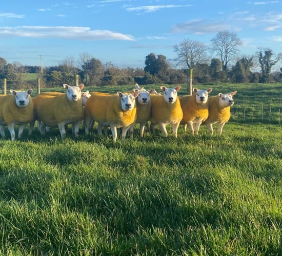 €2,850 tops the Texel Twilight sale