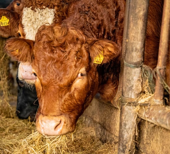 Beef prices strengthen again in Northern Ireland