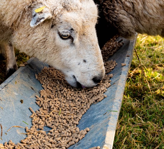 What should I be looking out for when buying concentrates for in-lamb ewes?