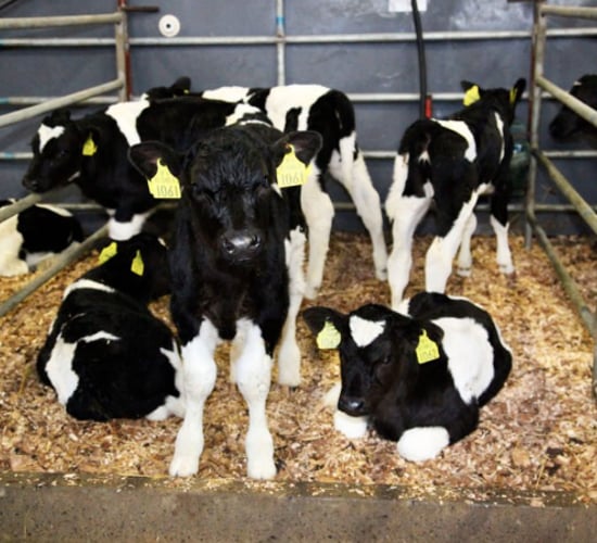'Very strong start to the calf sale season' at Bandon Mart