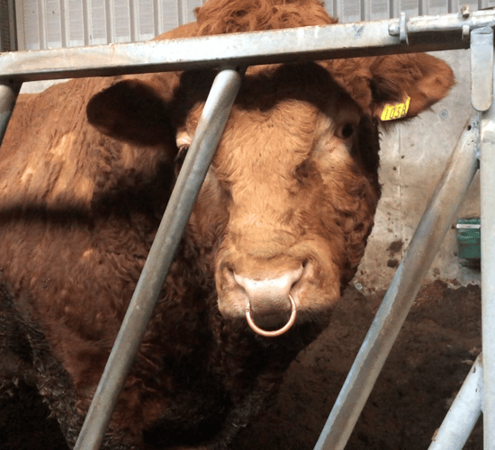 Changes to bull fertility insurance - breed societies face difficulty