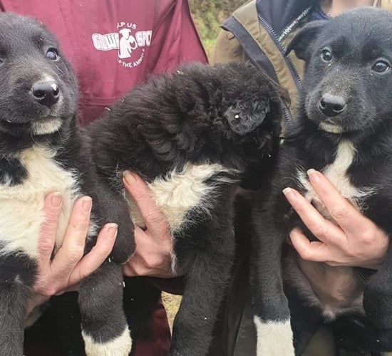 Gardaí seize 12 dogs and 5 puppies in Galway