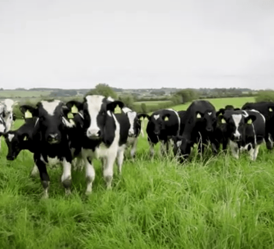 How much weight should your weanlings be putting on at grass?