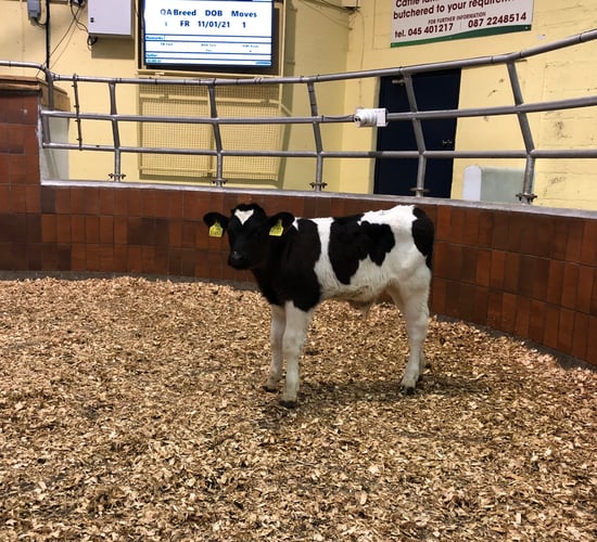 Calf trade: Calm before the storm, as dairy births race ahead of 2020